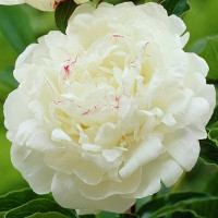 Пион Boule de Neige (Буль де Неж)