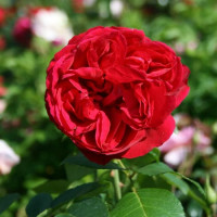 Роза кустовая Red Eden Rose (Ред Эден Роуз) (корнесобственная)