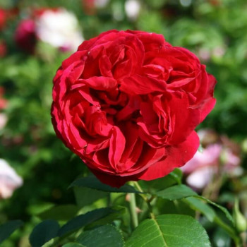 Роза кустовая Red Eden Rose (Ред Эден Роуз) (корнесобственная)