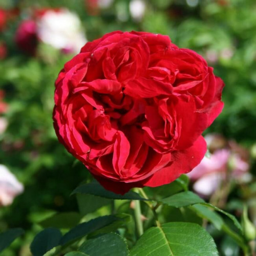 Роза кустовая Red Eden Rose (Ред Эден Роуз) (корнесобственная)