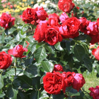 Роза кустовая Red Eden Rose (Ред Эден Роуз) (корнесобственная)