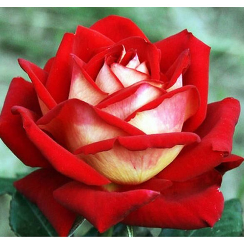 Роза чайно-гибридная Нью Фейшн