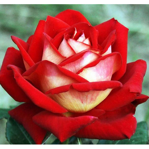 Роза чайно-гибридная Нью Фейшн