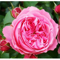 Роза флорибунда Леонардо да Винчи (Leonardo da Vinci)