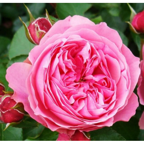 Роза флорибунда Леонардо да Винчи (Leonardo da Vinci)