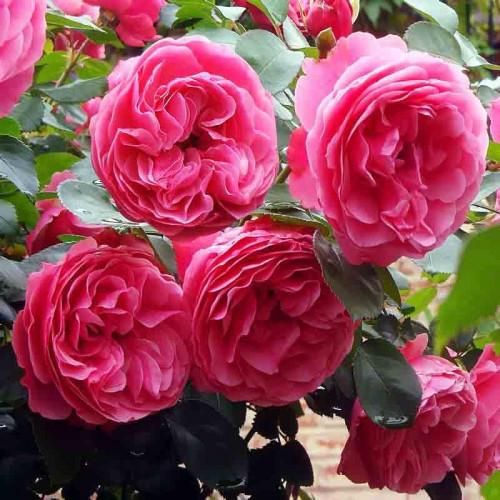 Роза флорибунда Леонардо да Винчи (Leonardo da Vinci)