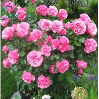 Роза флорибунда Леонардо да Винчи (Leonardo da Vinci)