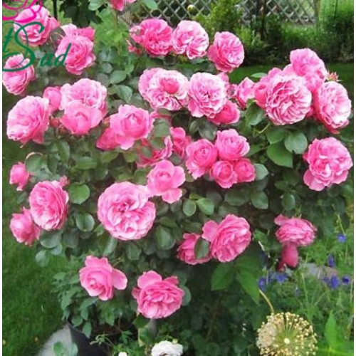 Роза флорибунда Леонардо да Винчи (Leonardo da Vinci)