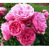 Роза флорибунда Леонардо да Винчи (Leonardo da Vinci)