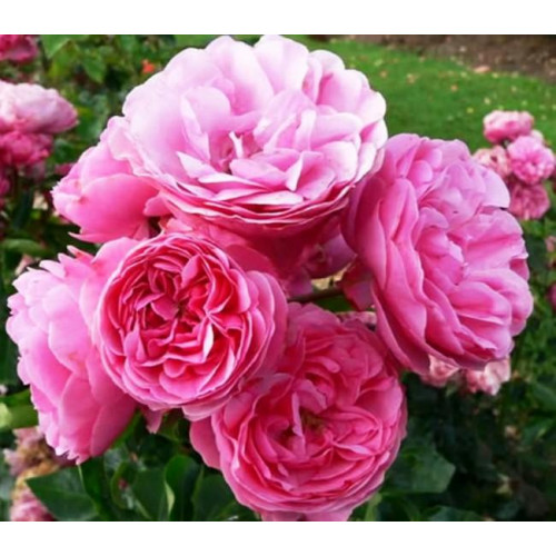 Роза флорибунда Леонардо да Винчи (Leonardo da Vinci)