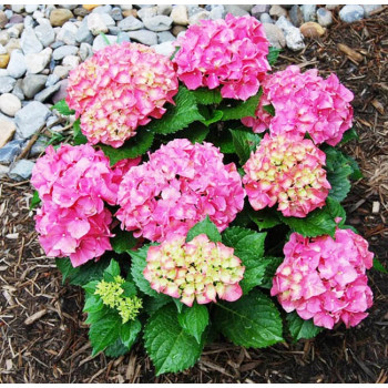 Гортензия крупнолистная Forever Ever Pink