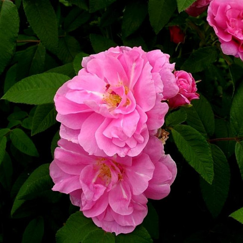 Роза канадская Therese Bugnet