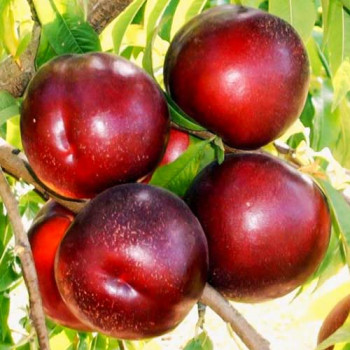 Нектарин Ред Даймонд