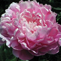 Пион Lady Kate (Леди Кейт)