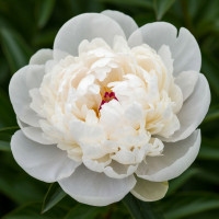 Пион White (Белый)